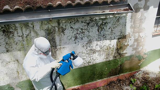 Mold Remediation service in Sparta, Sparta, IL
